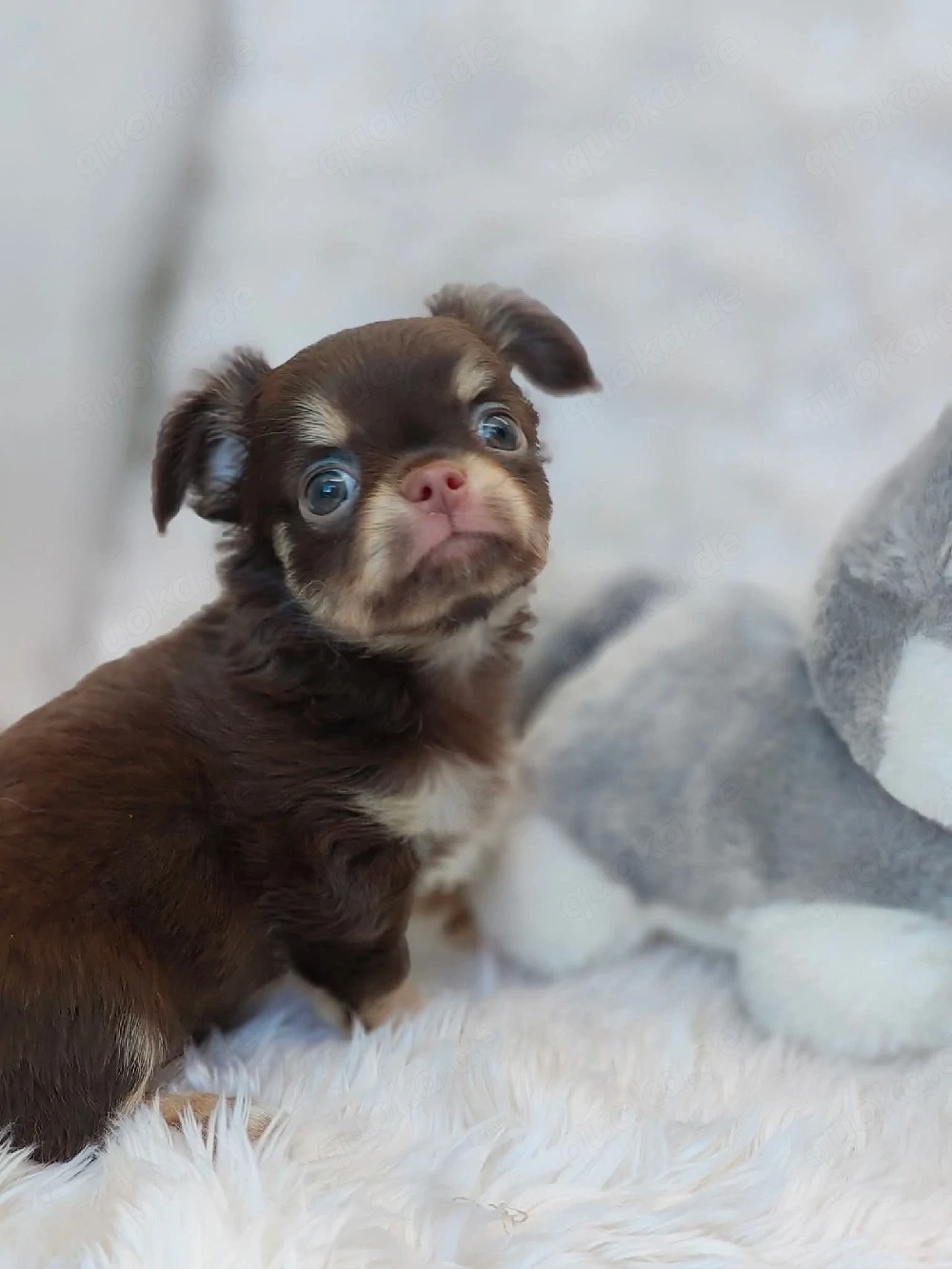Reinrassige Chihuahua-Welpen suchen ein liebevolles Zuhause