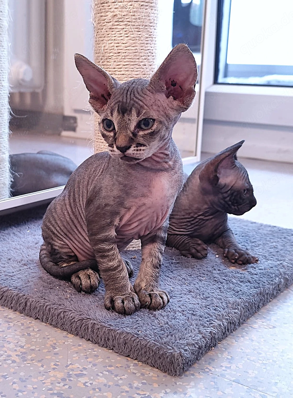 Unsere 5 Sphynx-Jungen aus Karlsruhe sind 6 Wochen alt geworden. Sommerangebot
