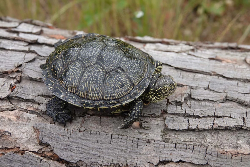 2 Weibliche Europäische Sumpfschildkröten Emys orbicularis 4 Jahre alt