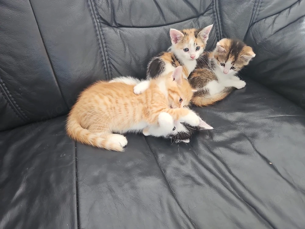 baby katzen zu verkaufen