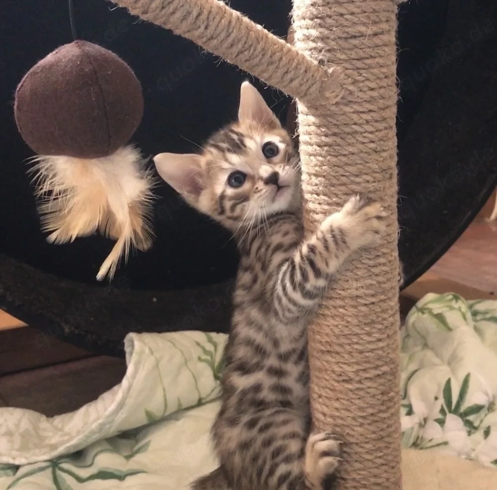 Süße Bengal-Kitten suchen ein neues Zuhause