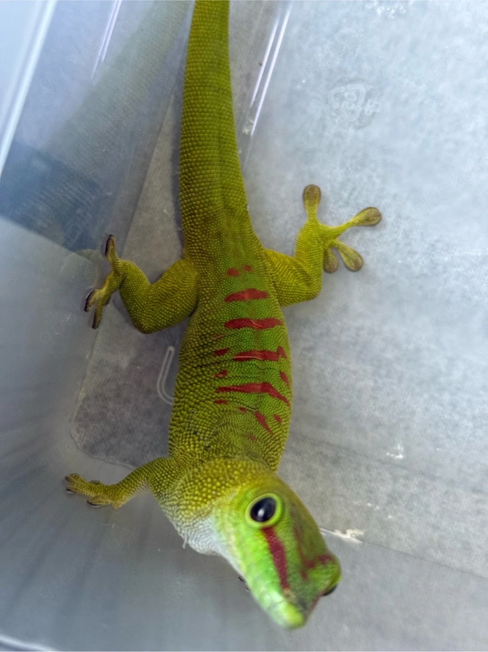 Großer Madagaskar Taggecko 0.1 