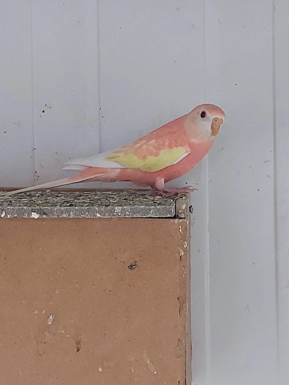 Bourkesittiche Henne Rubino - Vögel - Sittiche 
