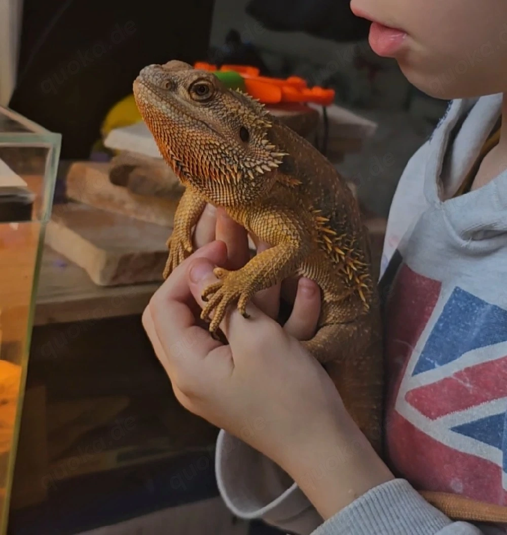 2 Bartagame ab zu geben