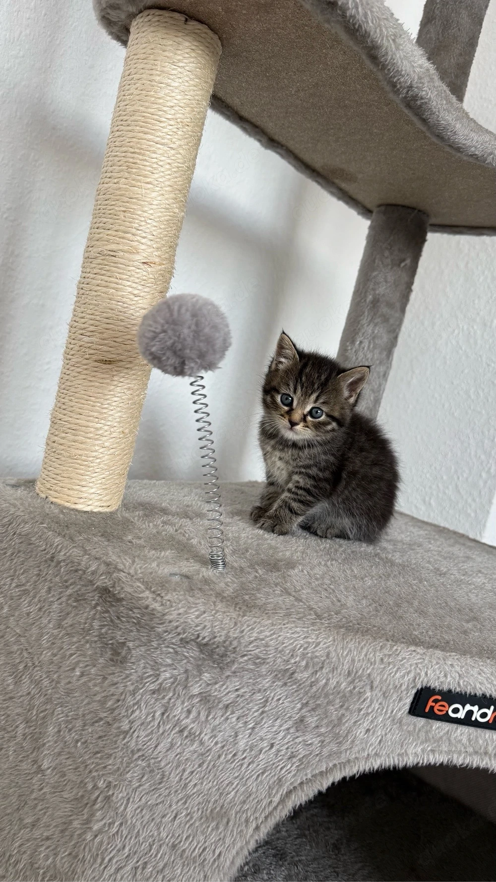 BKH Kitten und Mutter