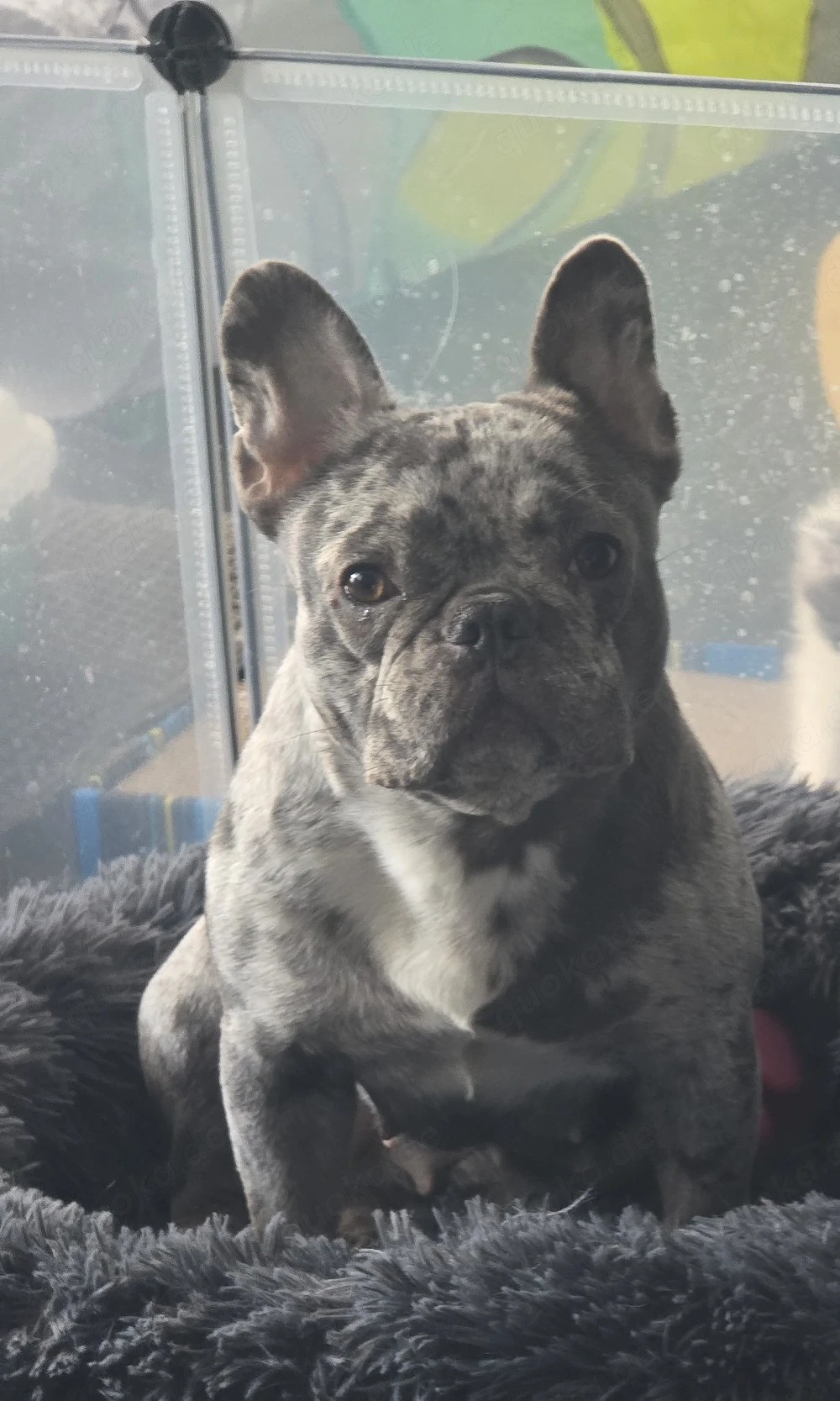 französische bulldogge 