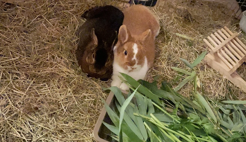 Zwergkaninchen Pärchen sucht ein neues schönes zuhause!