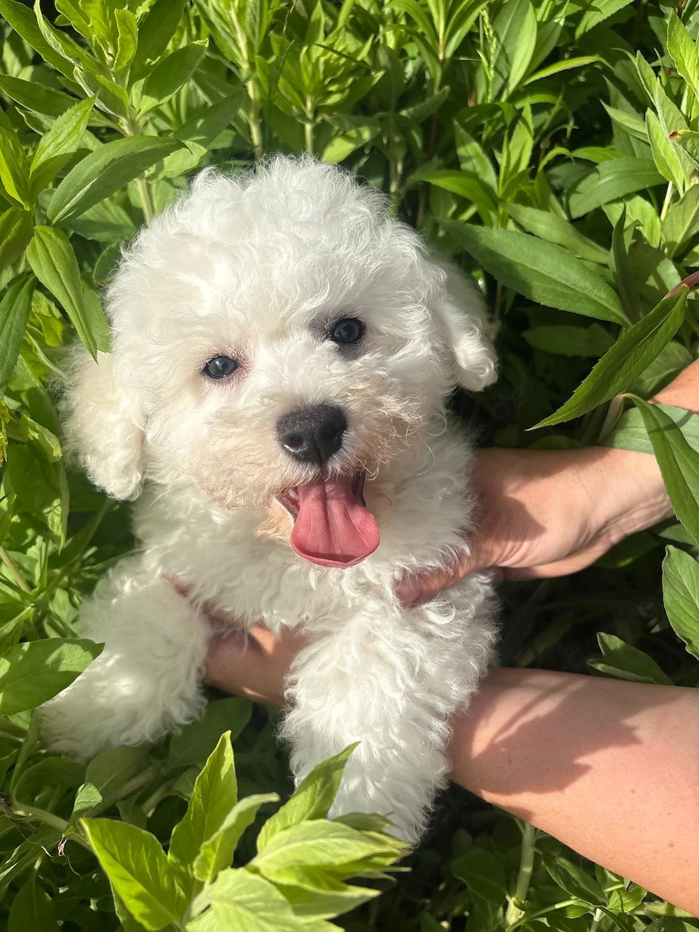  Reinrassige Bichon frise 