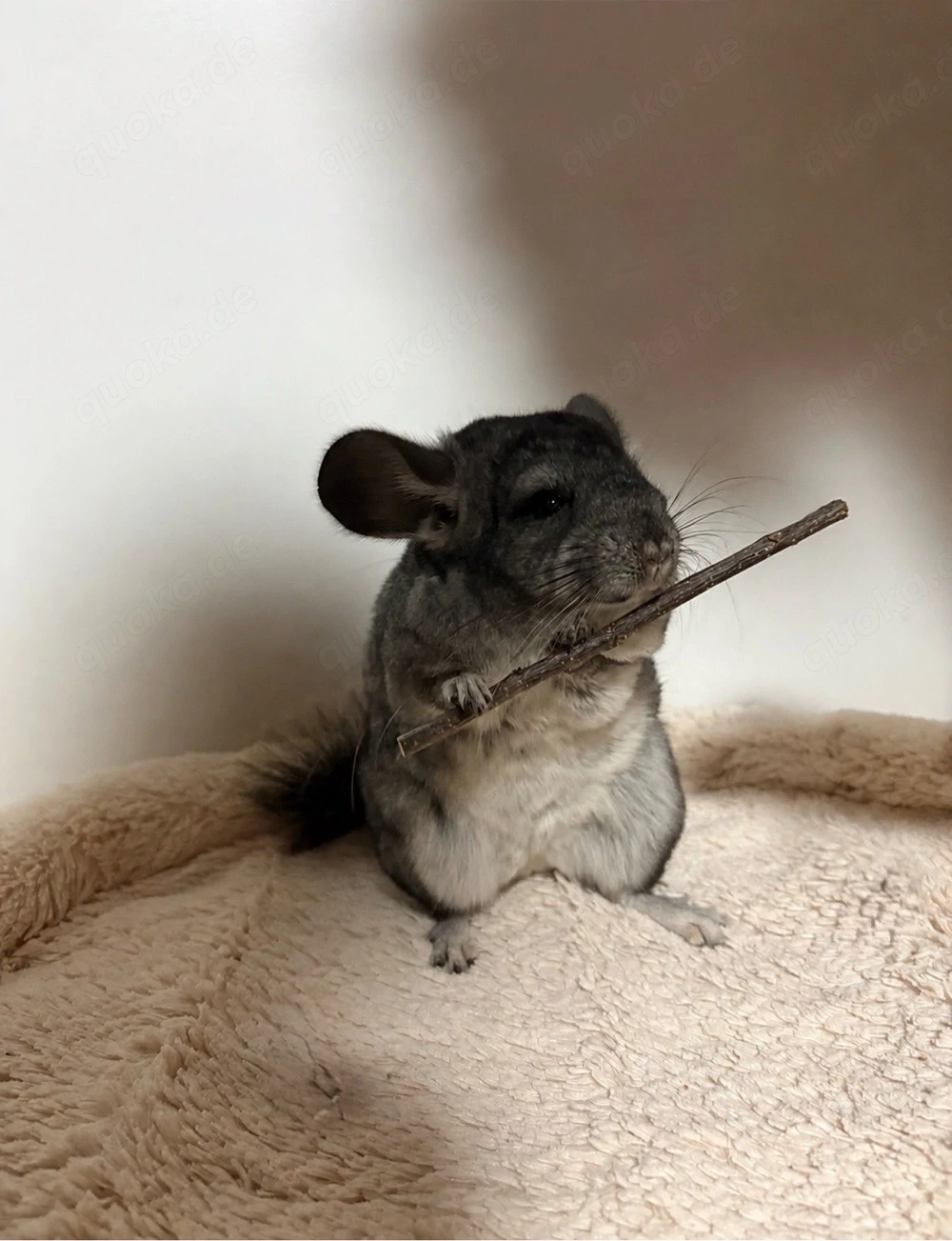 Zwei Chinchilla-Schwestern suchen ein liebevolles Zuhause.  