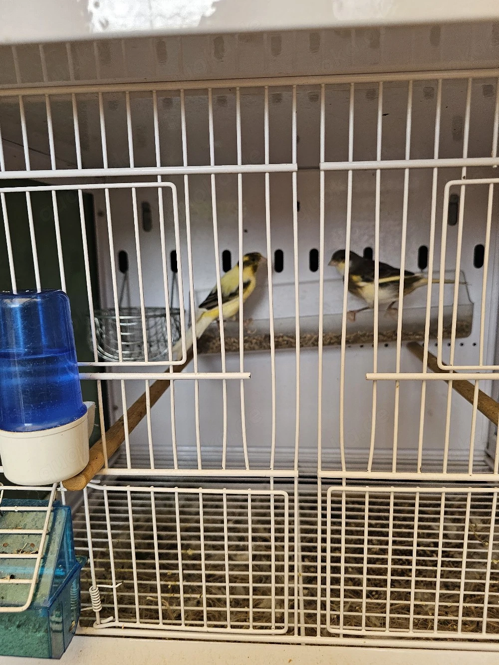 Kanadier vögel 