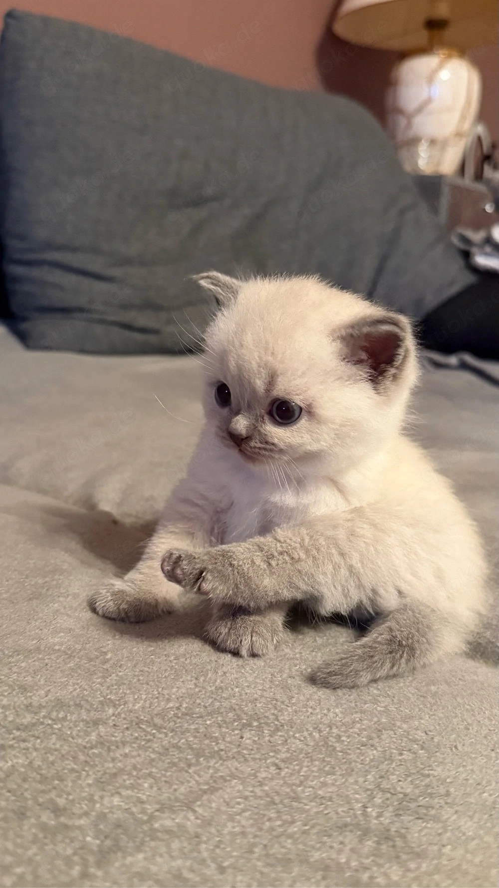 Wunderschöne BKH Blue Point Kitten