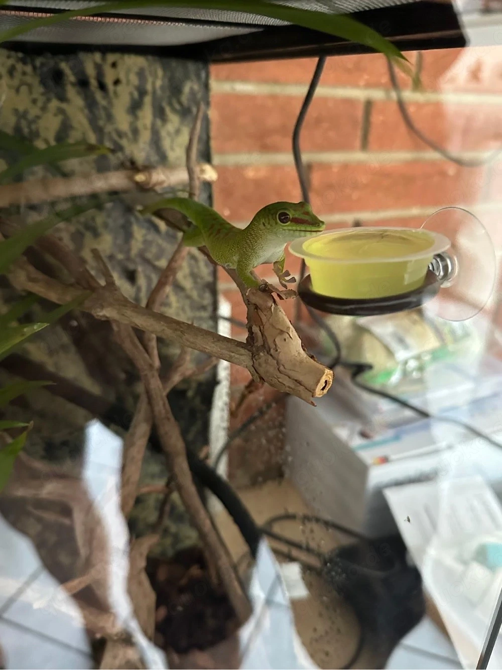 Phelsuma grandis Madagaskar-Taggecko 4 Monate alt