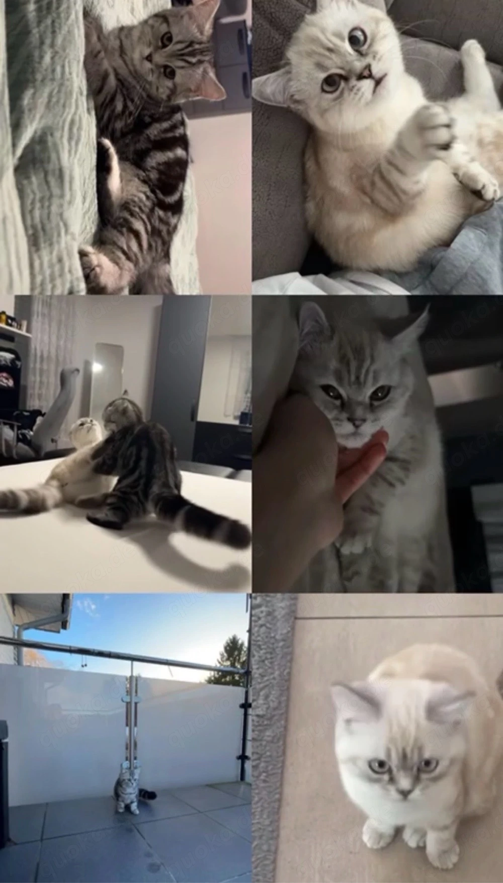 katzen beide zu verkaufen 
