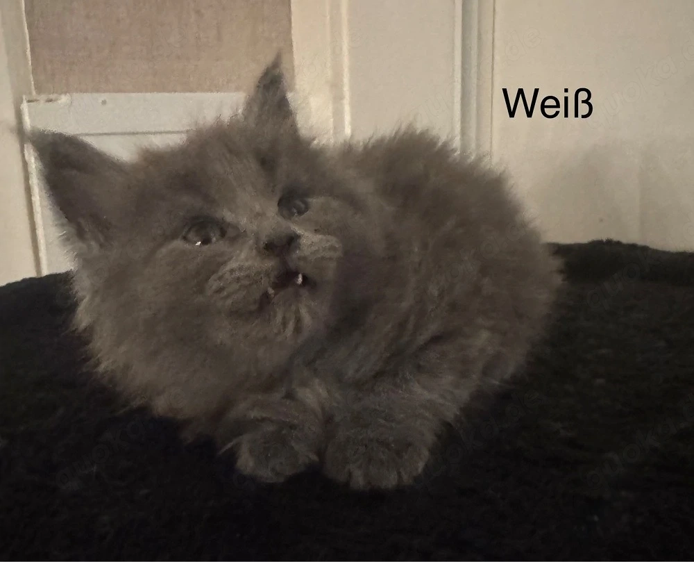 6 Maine Coon Kitten