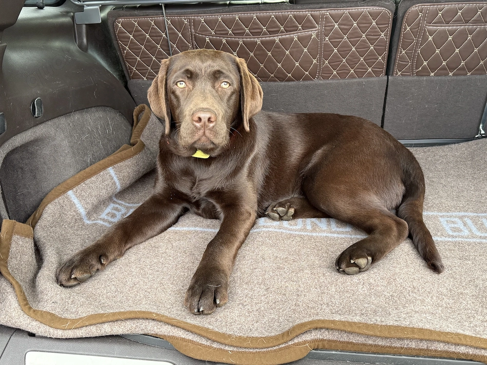 Labrador Retriever Rüde chocolat 7 Monate