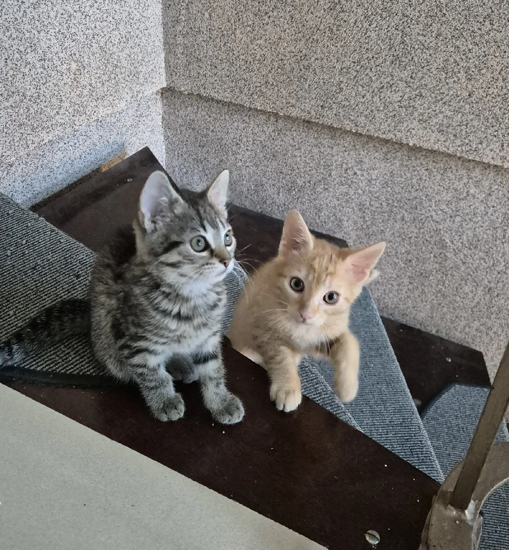 Baby Katze 