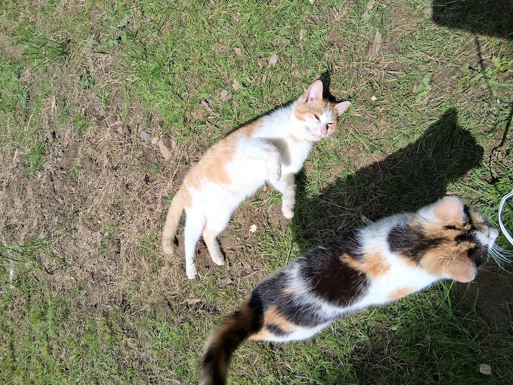 Katzen 1 jahr