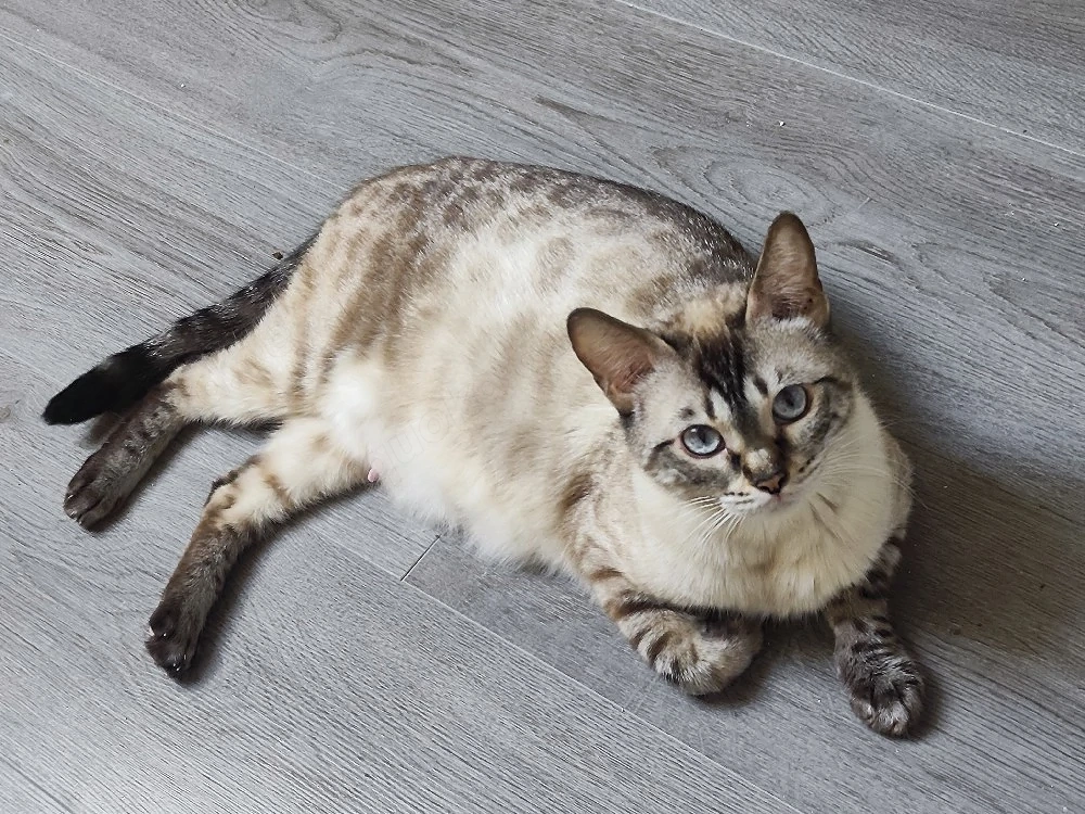 snow bengal katze 