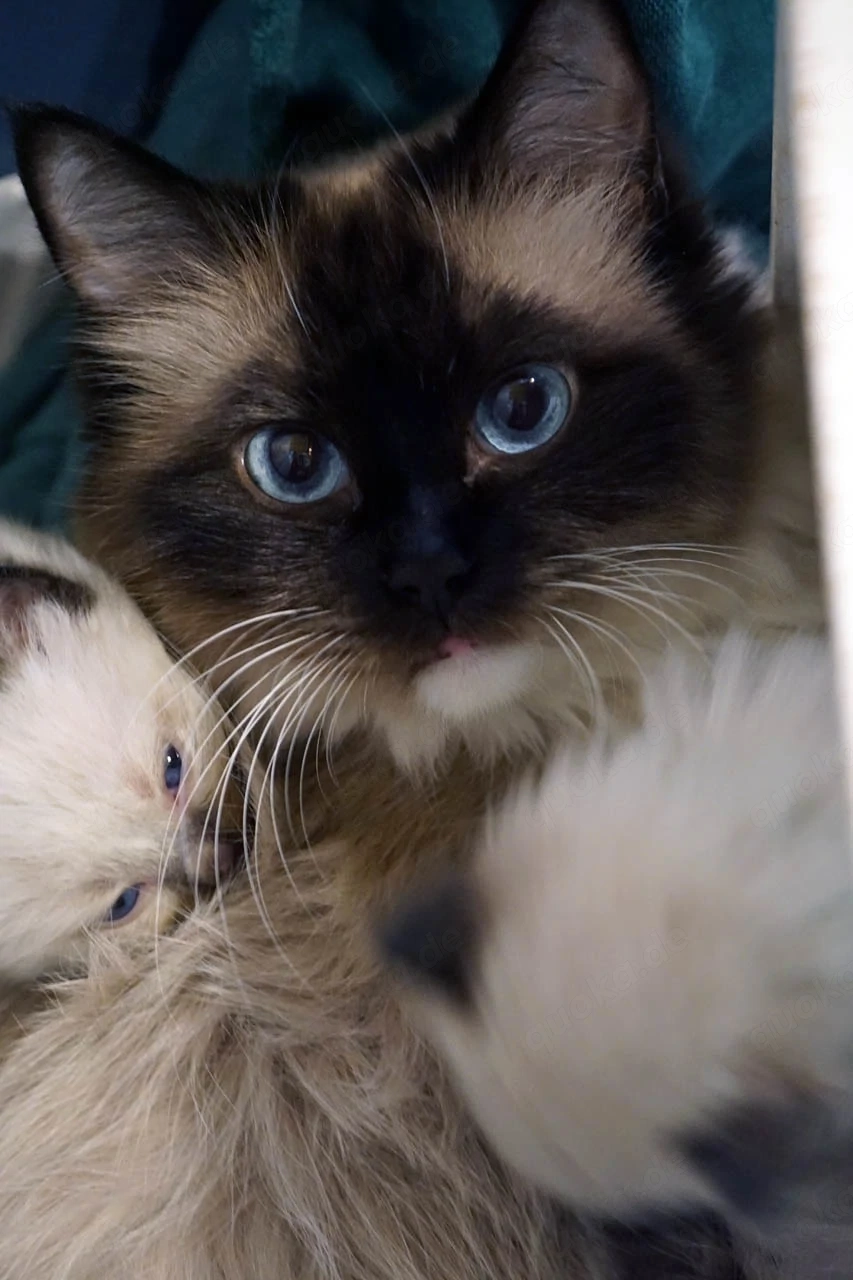 Ragdollkatze in fürsorgliche Hände abzugeben