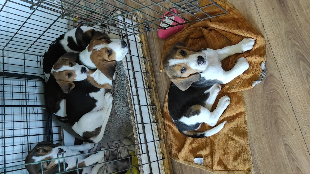 Beagle Welpen Für Liebhaber 