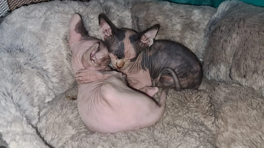 diese Süssen Mäuse suchen ein neues zuhause 