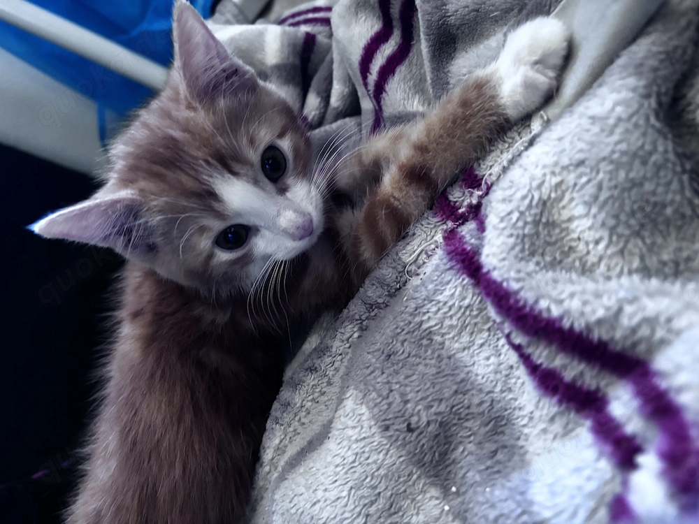 Maincoon mix Babys suchen neues Zuhause 