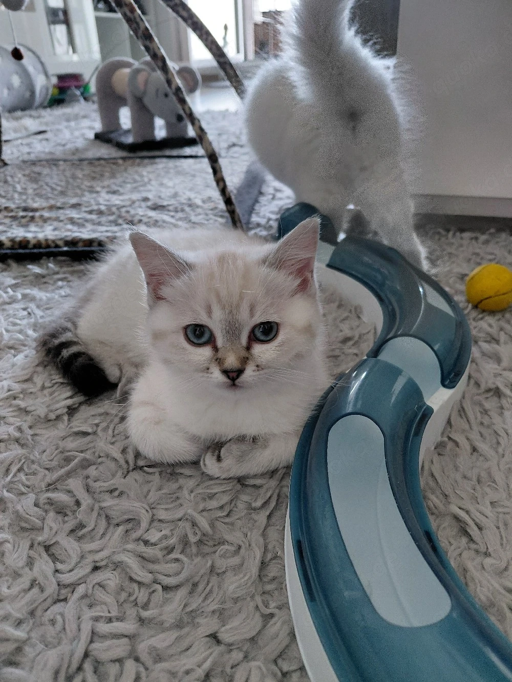 BLH+BKH Kitten mit blaue Augen, mit Impfpass 