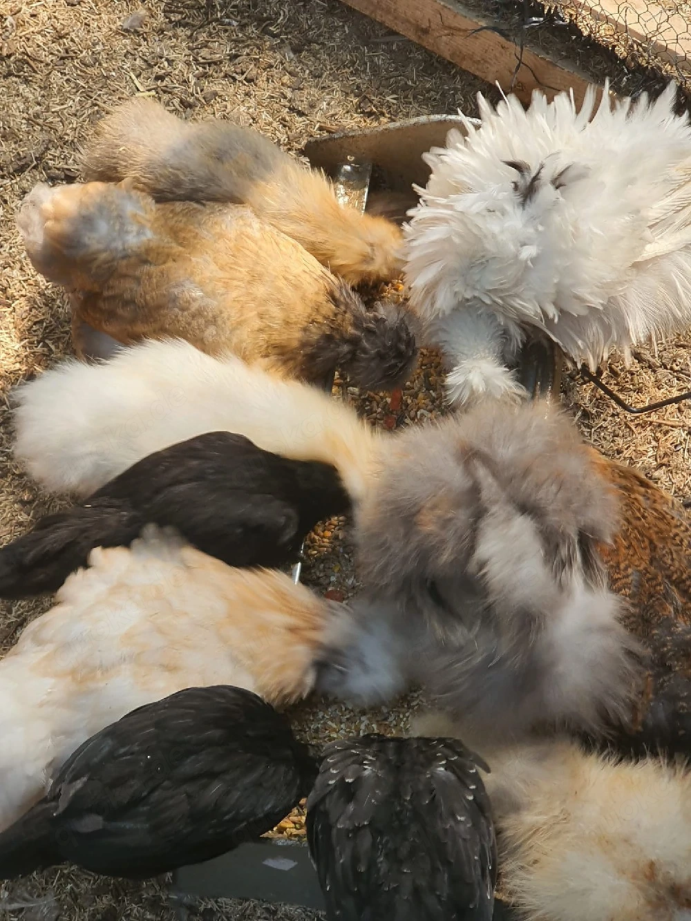 Seidenhühner Seidenhuhn Hühner 