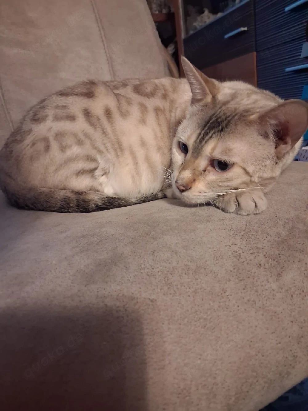 Bengal katze 