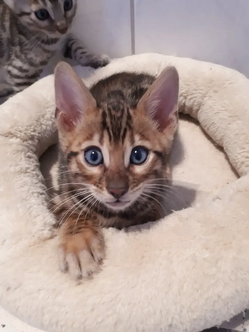 Wunderschöne Bengal Kitten (w  m) mit Stammbaum