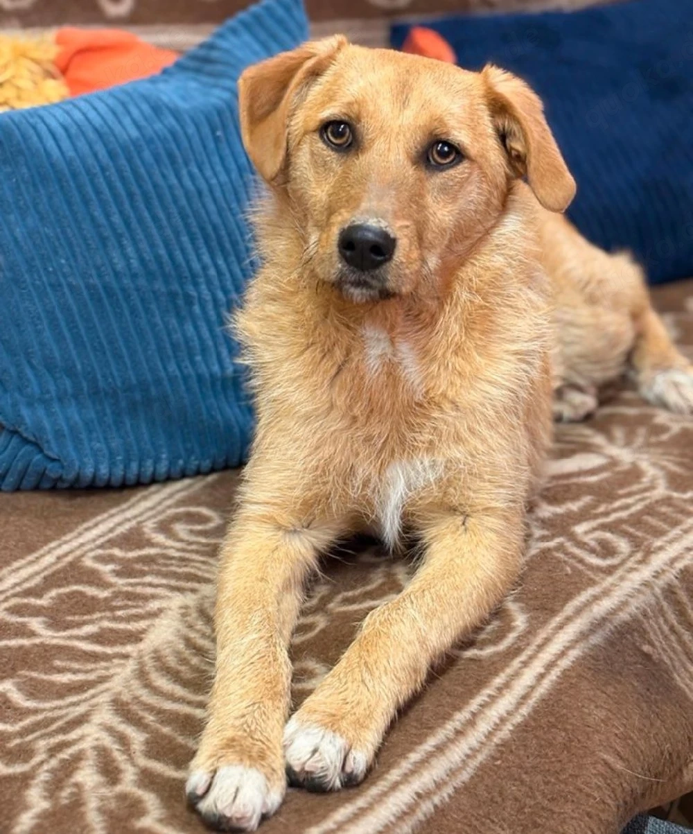 Ginger - aktive Hündin sucht aktives Zuhause!