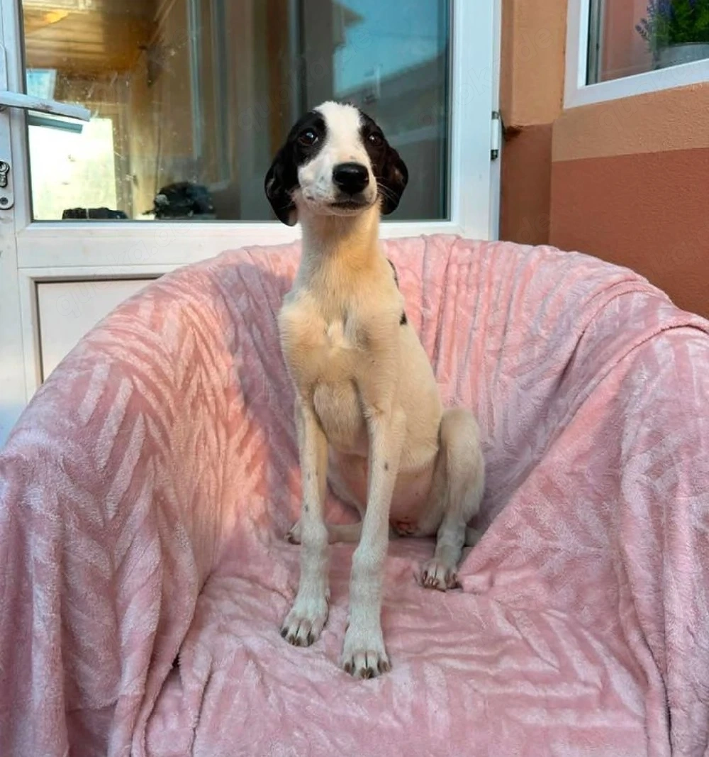 Molly - sanfte Maus sucht ihre Familie!