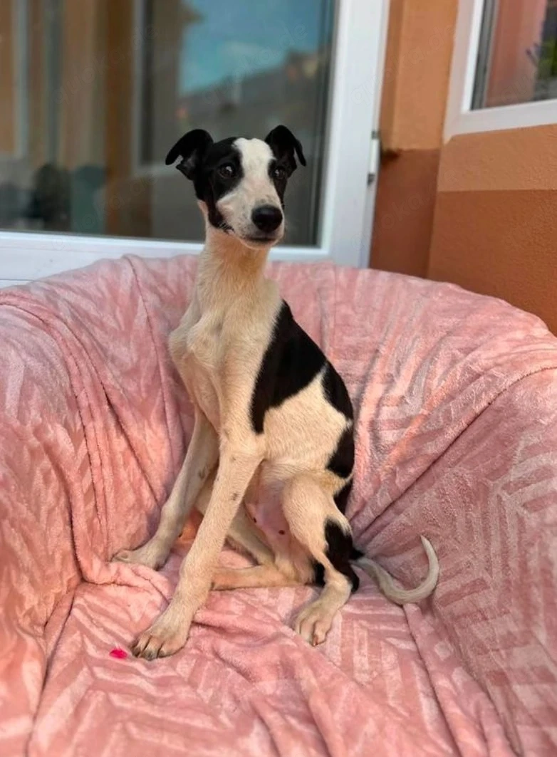 Micky - junger Kerl sucht aktive Familie!