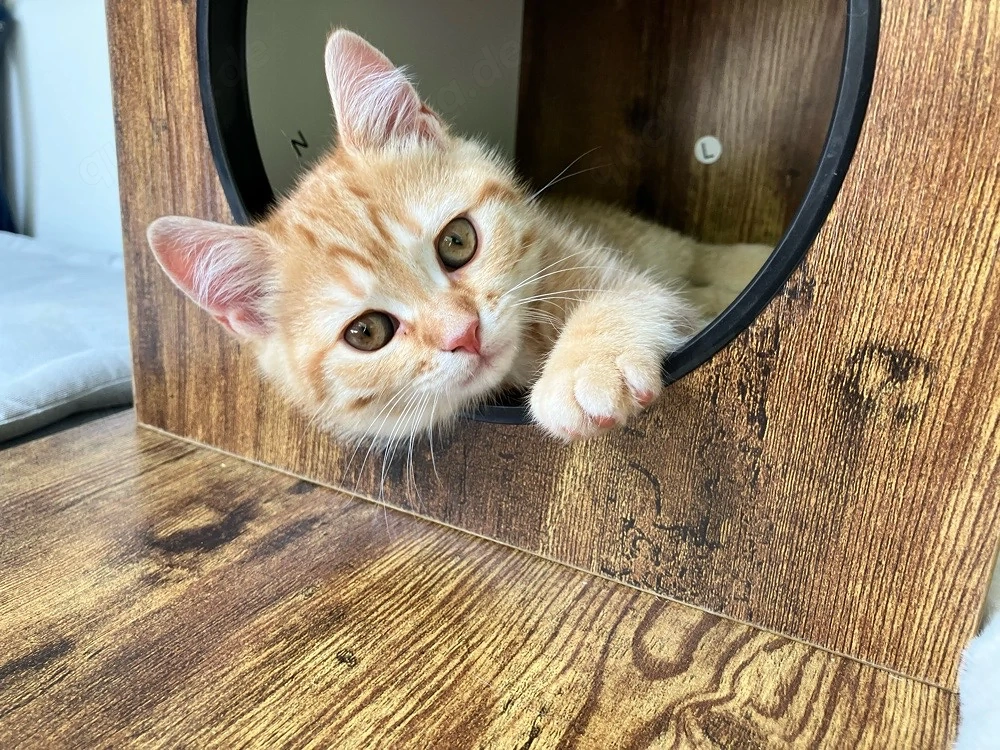 BKH Kitten Junge (12 Wochen alt) sucht liebevolle Familie