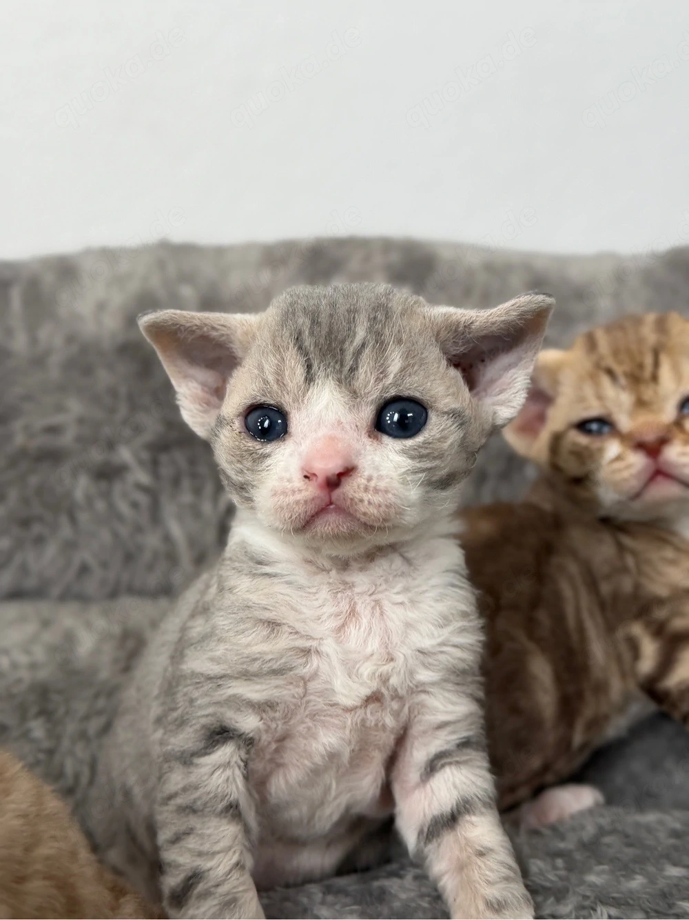  Devon Rex Kitten in seltenen Farben   
