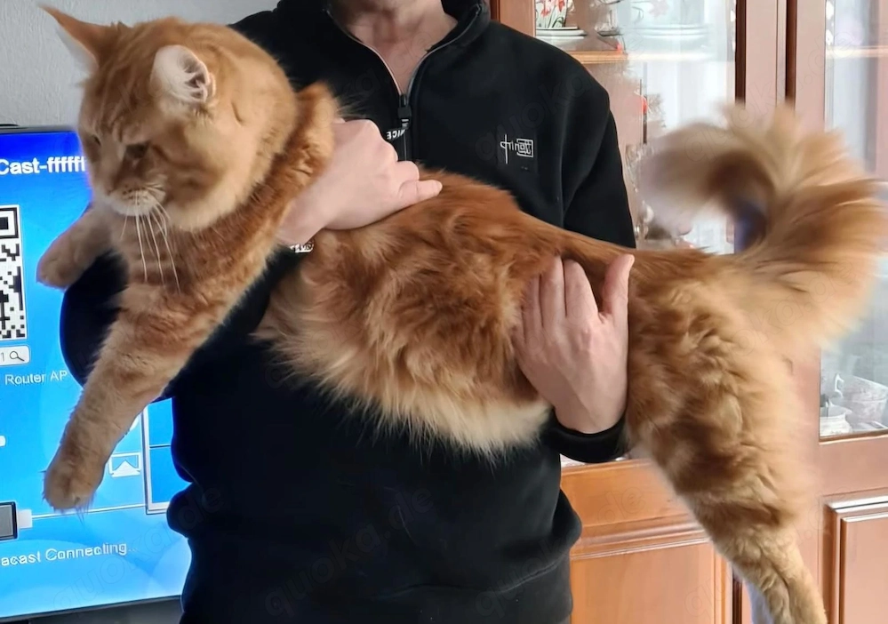 XXL Maine Coon Kater zum Decken
