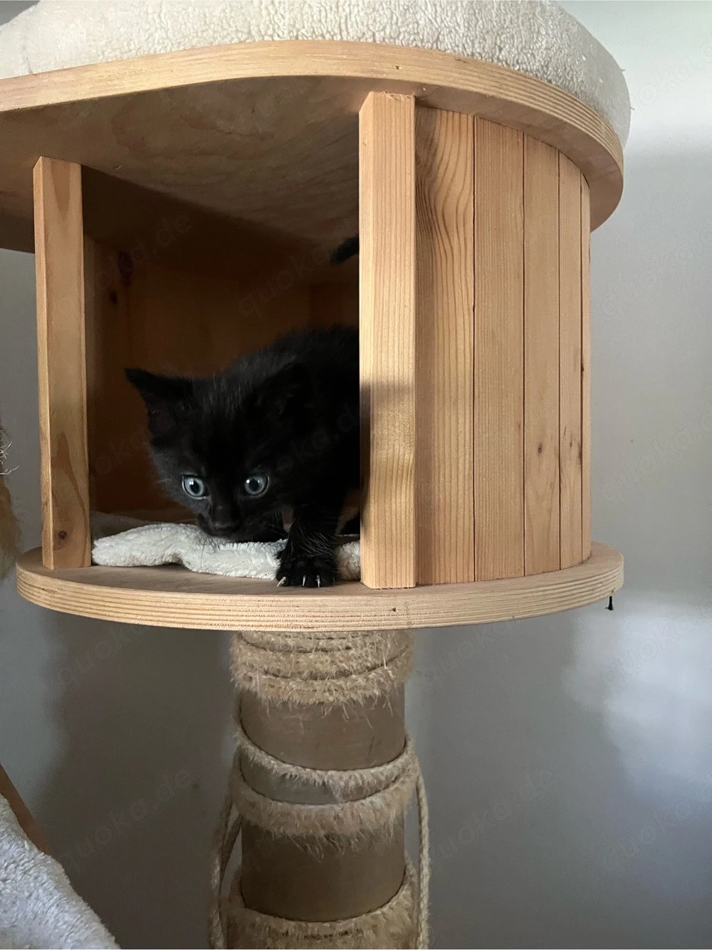 Kätzchen Kater 