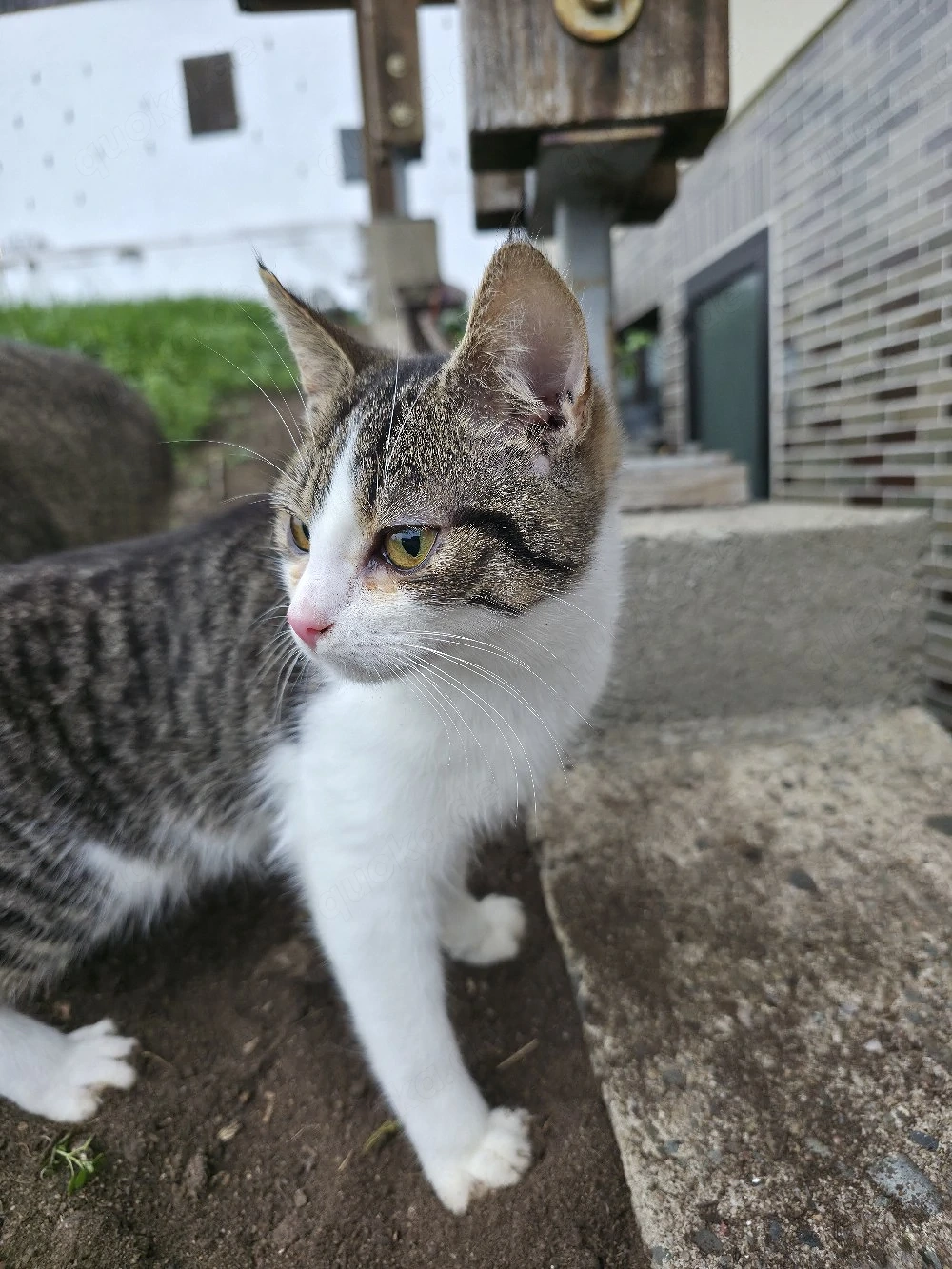 katze zur verkaufen 