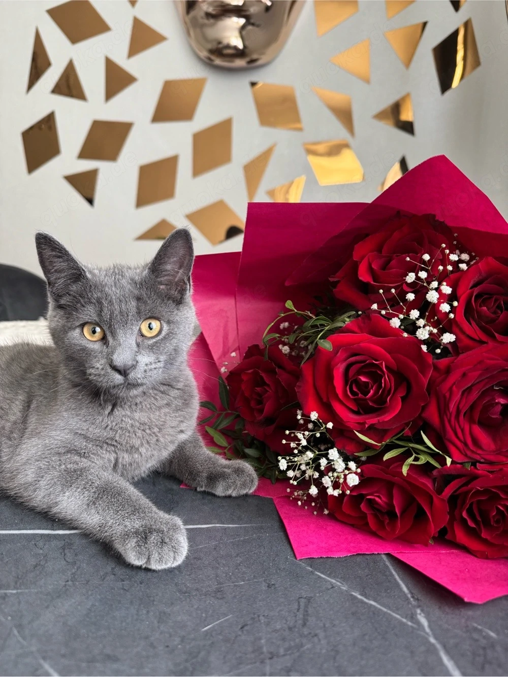 BKH Kater 