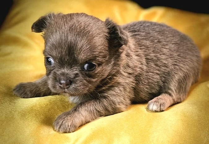 Chihuahua mit Ahnentafel