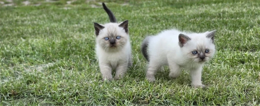 BKH Baby Katze Kitten