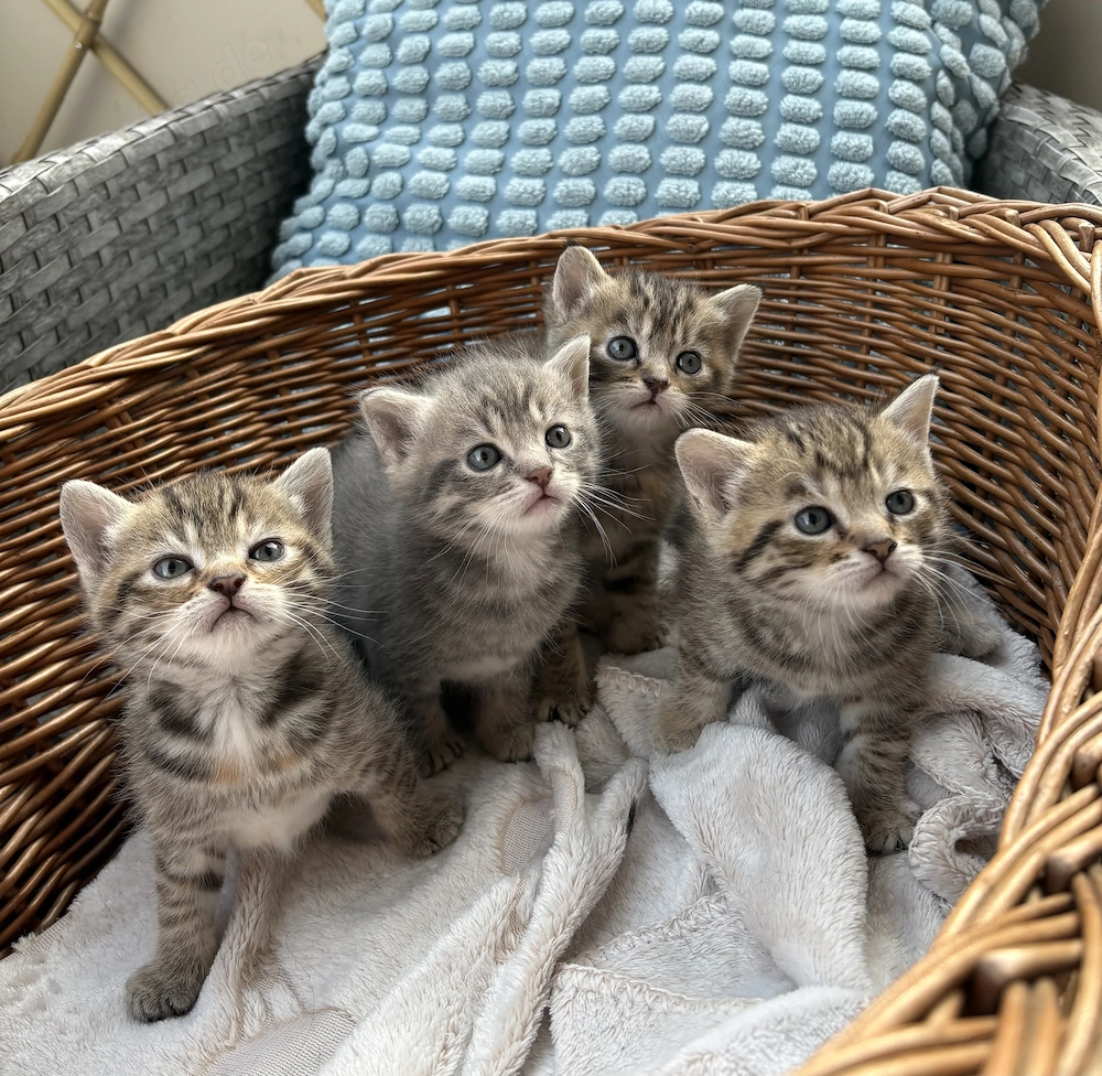 Wunderschöne Katzenbabys 