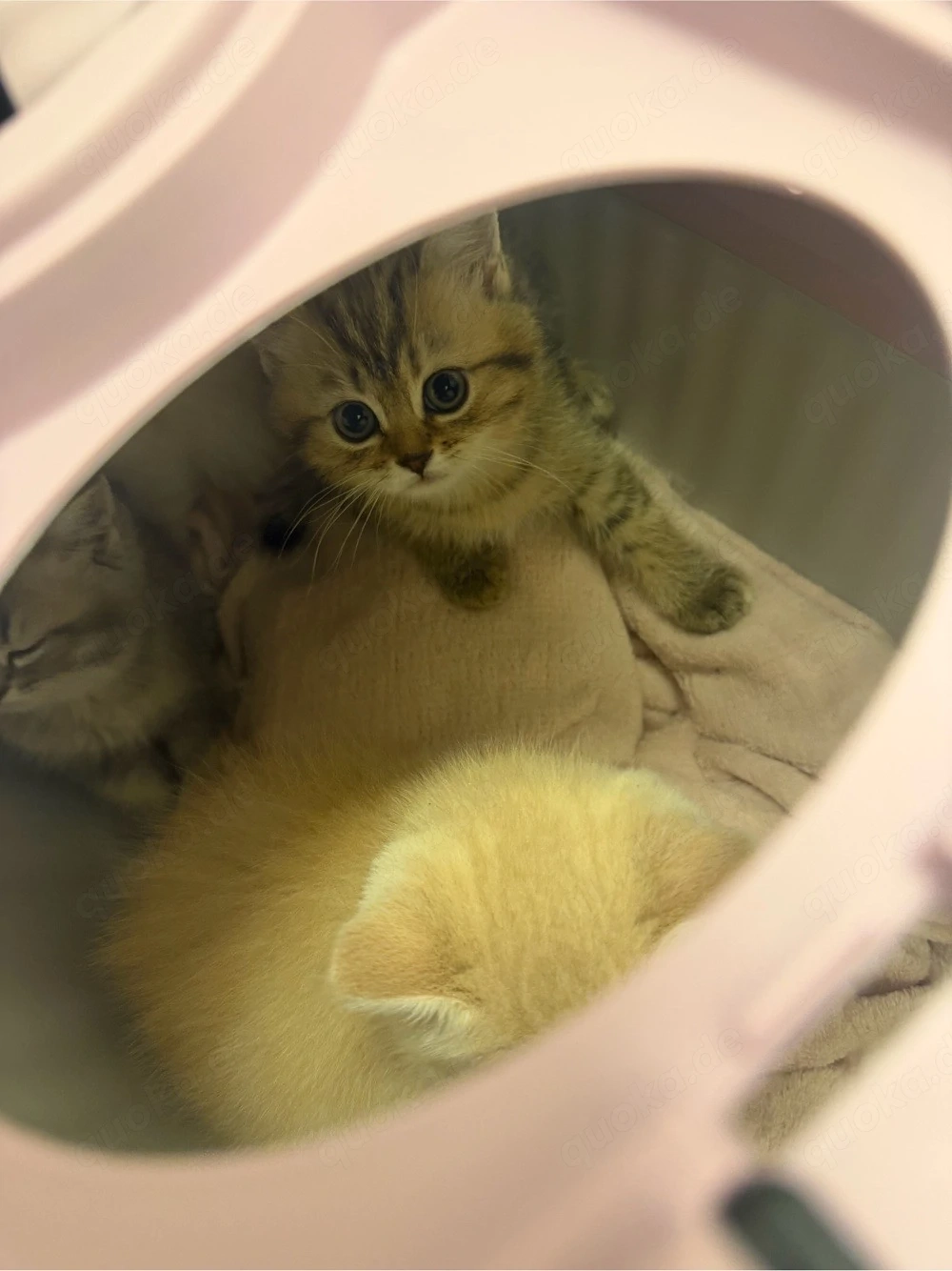 bkh kitten 