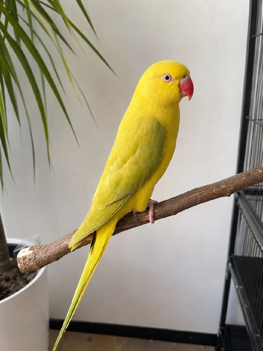 Wunderschöner 4 Monate alter Halsbandsittich