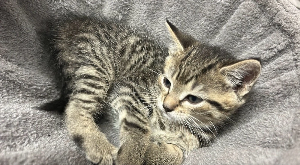 Katzen zu verschenken !