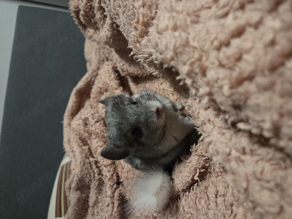 Chinchilla-Männchen sucht ein neues Zuhause