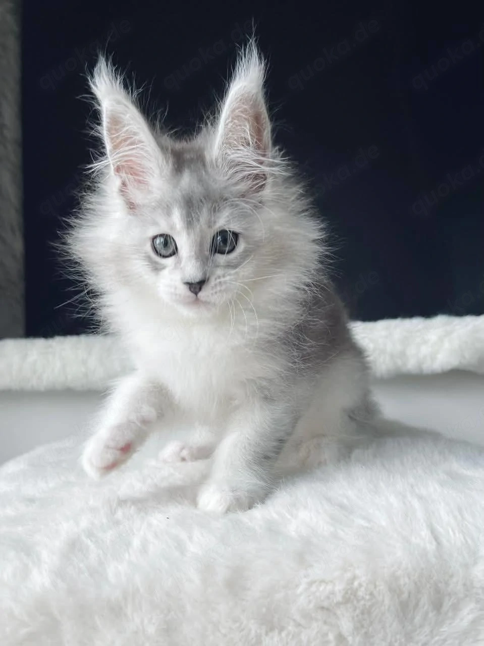 Wunderschöne Maine-Coon-Kätzchen suchen ein neues Zuhause