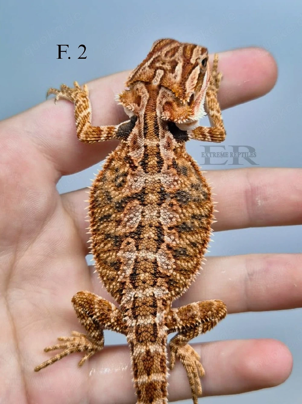 Bartagame (Pogona vitticeps) Weibchen 