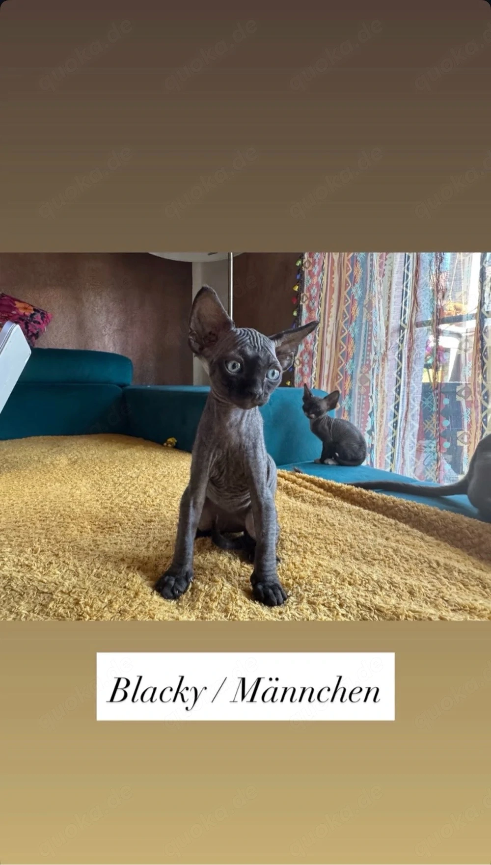 Velour Kitten 