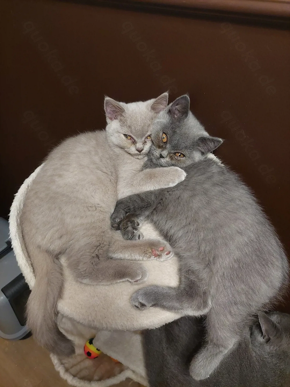 Bkh kitten 